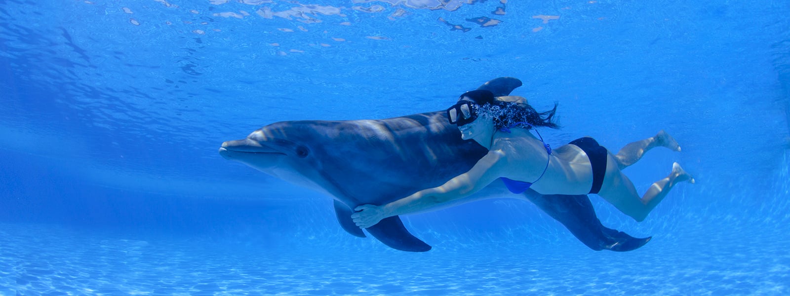 Dolphin Signature Swim 2020 Drift Concierge 